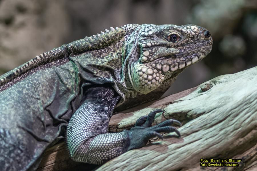 Zoo Vienna - Tiergarten Schönbrunn, Oktober 2026